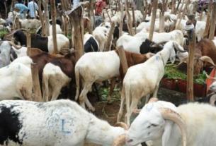 moutons tabaski